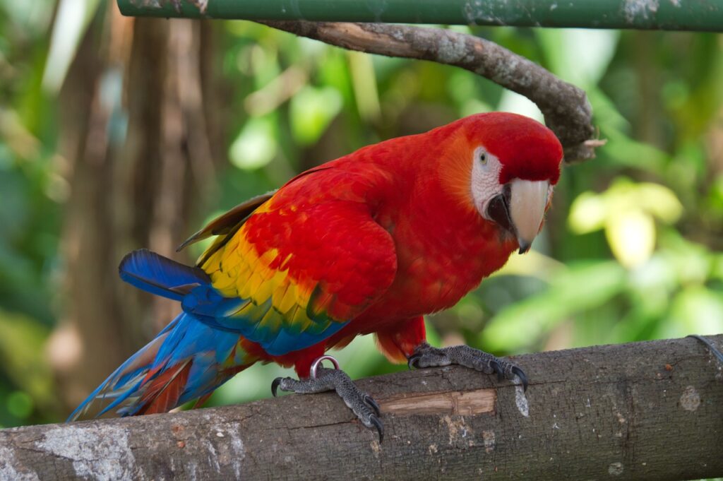 parrot, bird, nature-4785502.jpg