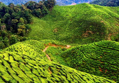 Untitled design (9) Cameron Highlands