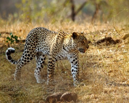 Kruger National Park3