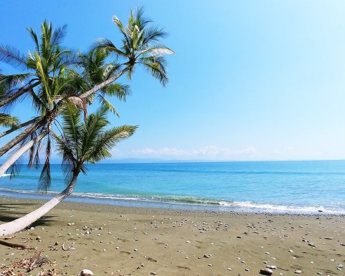 Costa Rica Plant Beach