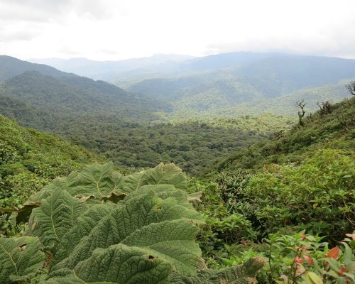 costa rica, monteverde, jungle-2400159.jpg