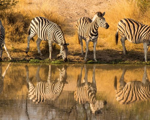 Kruger National Park2