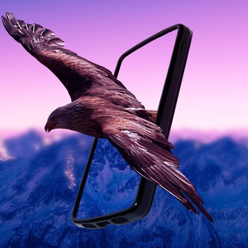eagle-3952489_1280 esim6