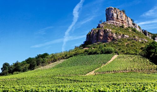 Tuscany vineyard