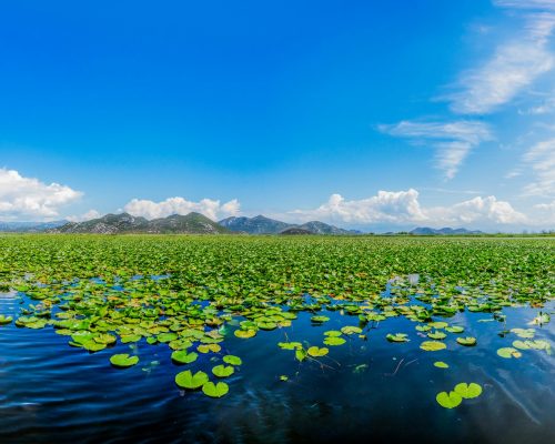 skadar1