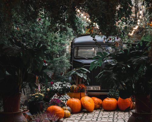 george-vogiatzis-IOdxDUTG1hQ-unsplash Prague Botanical Garden