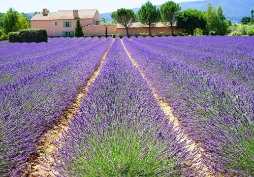 lavender-estate-lavender-field-1595491 lavender, estate, lavender field-1595491.jpg