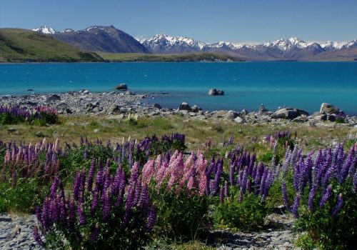 new-zealand-lake-tekapu-lupinias-49883 new zealand, lake tekapu, lupinias-49883.jpg