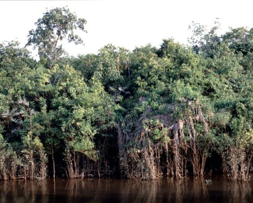 rainforest-987938_1920 Rainforest