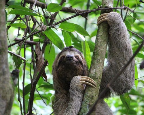 Costa Rica, Sloth