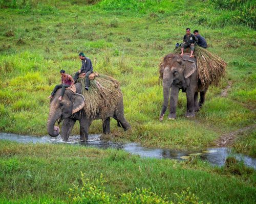 vince-russell-FXVY6ZIOkhM-unsplash Chitwan National Park